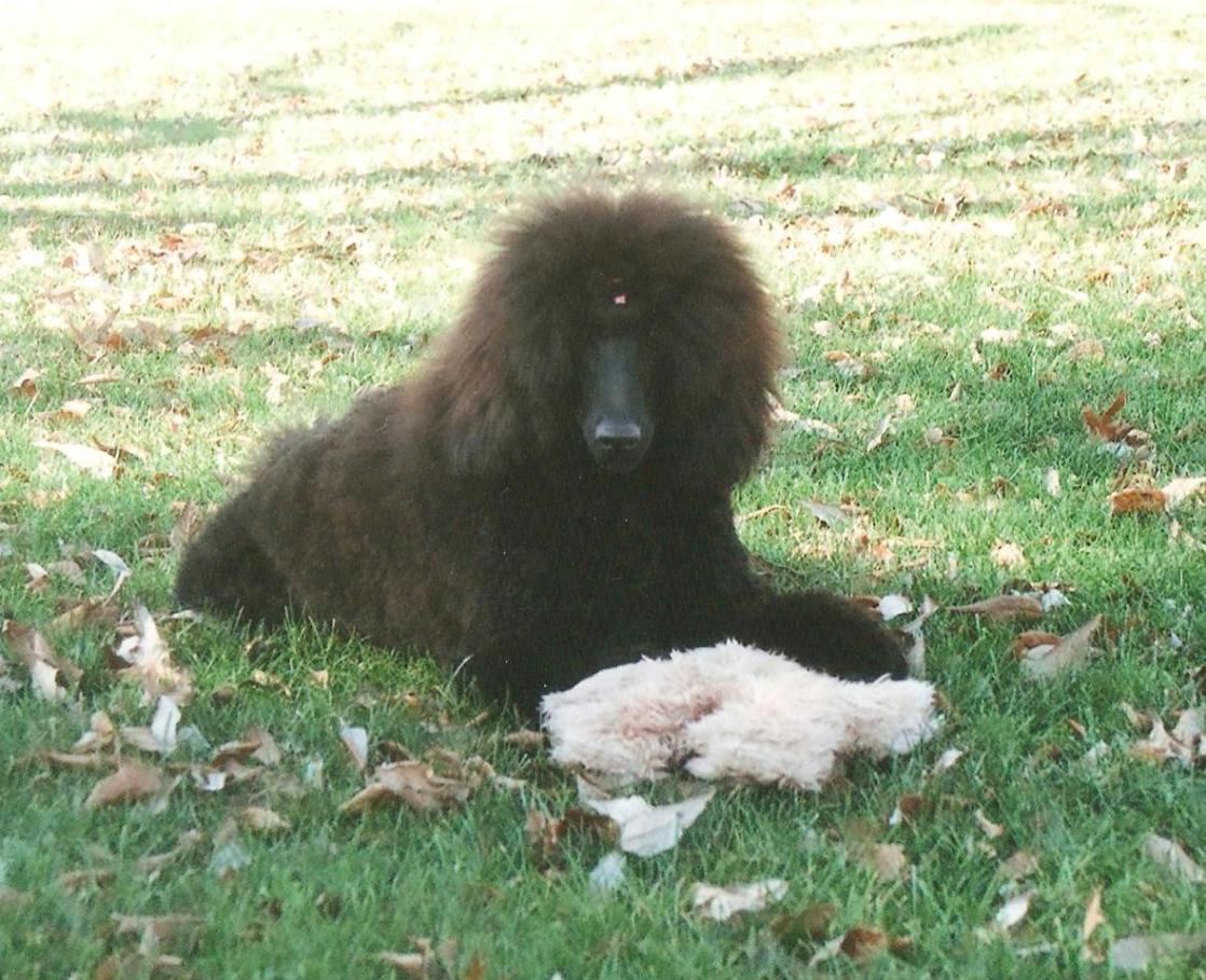 standard poodle laying