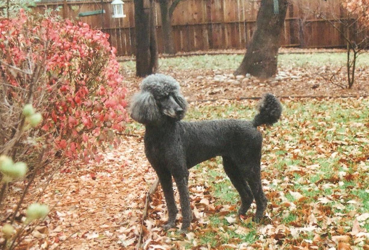 standard poodle and fall colors