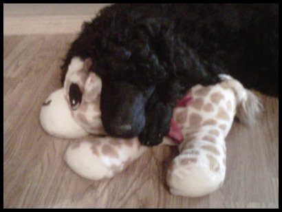 black poodle pup sleeping with head on toy