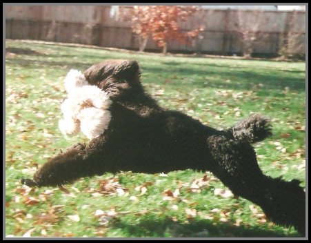 standard poodle running